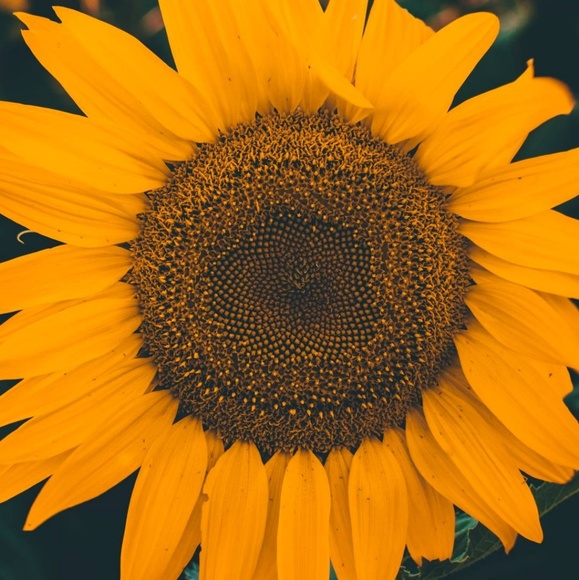 Meet the Posher Other - Meet your Posher, Kristen